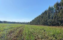 Propriedade paranaense tem redução de custos na agricultura e alta produtividade na pecuária com ILPF