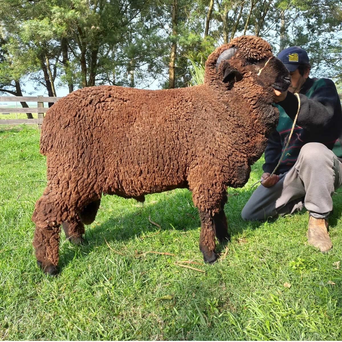 Raca Merino Australiano Naturalmente Colorido_Foto Arquivo Pessoal Everson Bravo