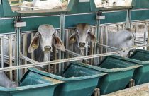 Simpósio sobre a raça Brahman terá anúncio de vencedores da 3ª Prova de Performance e Eficiência
