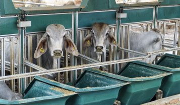 Simpósio sobre a raça Brahman terá anúncio de vencedores da 3ª Prova de Performance e Eficiência
