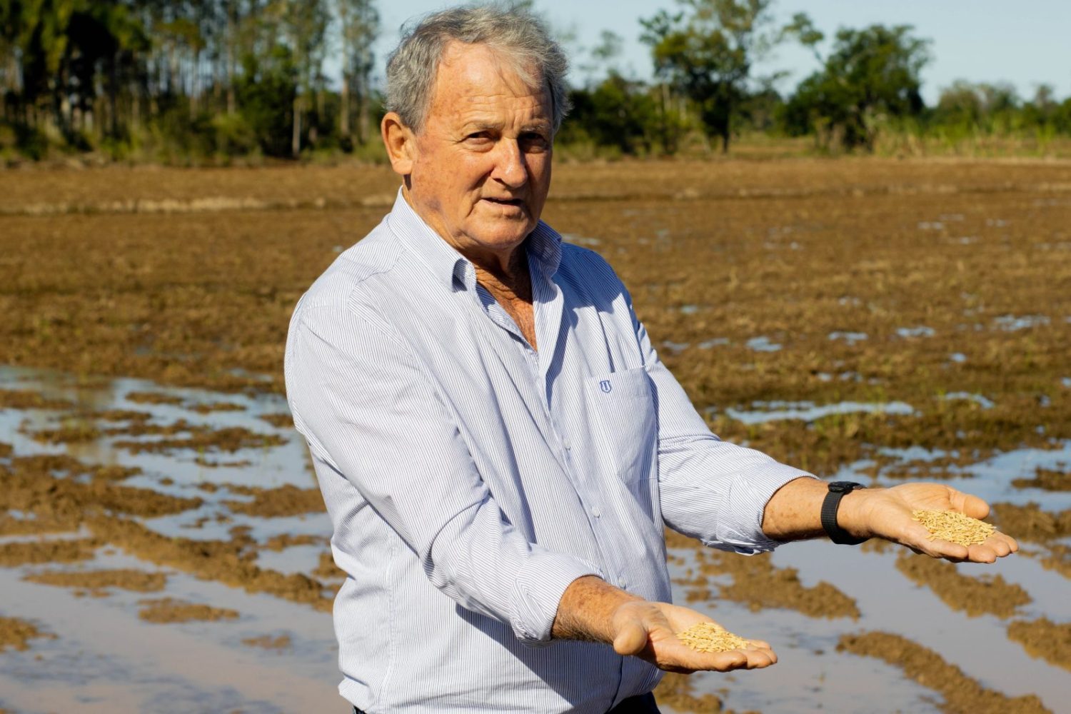 Sindicato das Indústrias de Arroz de Santa Catarina - Antonio Serafin