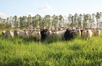 Sistema de integração revoluciona pecuária e soja no Noroeste