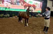 TL Índia Guapa TE - Crédito Nestor Tipa Júnior AgroEffective Divulgação 1