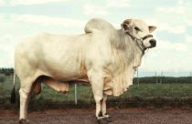 Touro Nelore EVARU SC - Primeiro Grande Campeãao da Expoinel