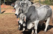 Prova Brahman Boi com Bula