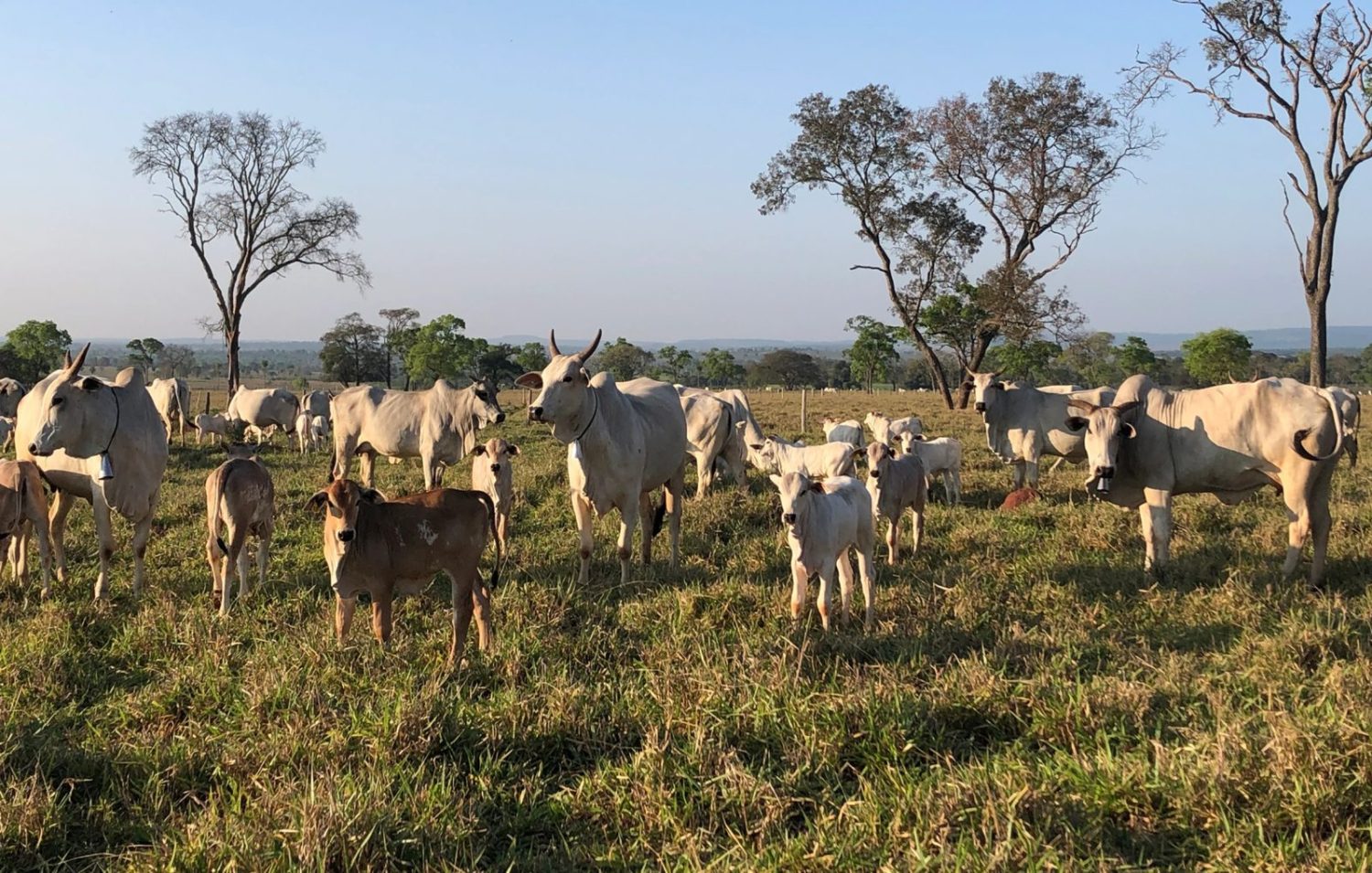 Vacas do programa de melhoramento genético da Conexão Delta Gen recém paridas na Fazenda Sant`Anna do Apa, da Jaguari, em Bela Vista, MS