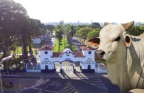Conheça a Capital do Zebu, o berço da pecuária zebuína do mundo