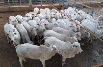 Água Boa receberá cerca de 400 animais em etapa do Circuito Nelore de Qualidade