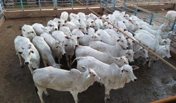 Água Boa receberá cerca de 400 animais em etapa do Circuito Nelore de Qualidade