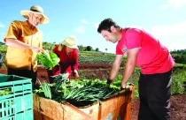 Aprovada inclusão da agricultura familiar em fundo garantidor; texto vai a sanção