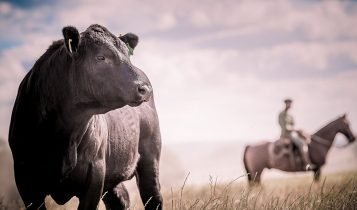 Calculadora de Acasalamento ajuda a escolher melhores cruzamentos na pecuária