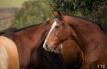 CNA discute material genético e passaporte equestre