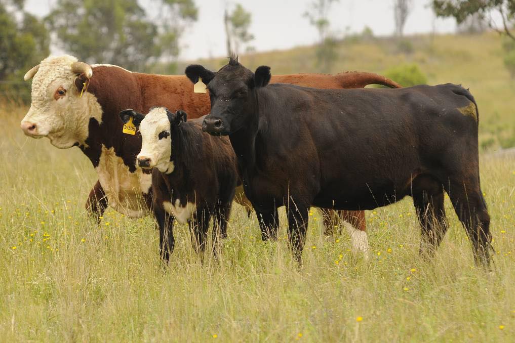 cruzamento-de-hereford-com-angus