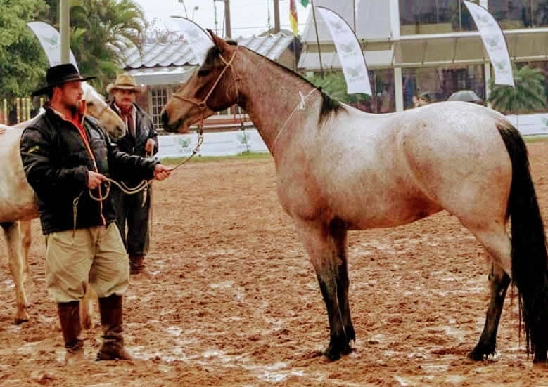 égua Dança da Alvorada - cavalo campeiro - Cristiano Boff