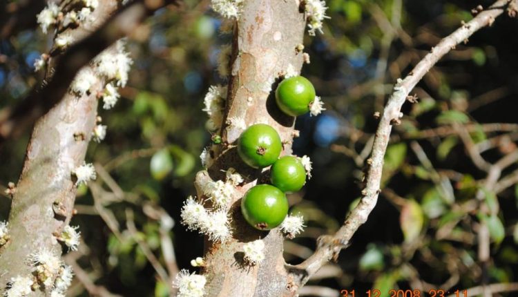 Casa Branca- capital da jabuticaba em SP