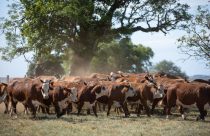 gado braford do pecuarista Raphael Houayek, da Fazenda Esperança