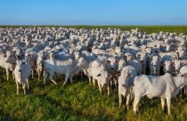 custo de produção - TERMINAÇÃO INTENSIVA A PASTO