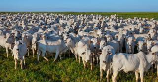 custo de produção - TERMINAÇÃO INTENSIVA A PASTO