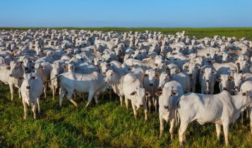 custo de produção - TERMINAÇÃO INTENSIVA A PASTO