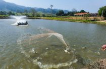 Tilapicultores ganham benefícios com o uso de bioestimulador