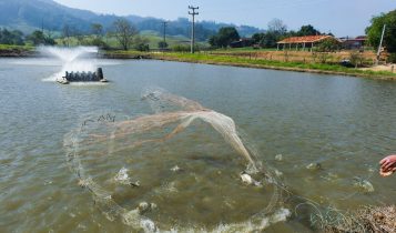 Tilapicultores ganham benefícios com o uso de bioestimulador