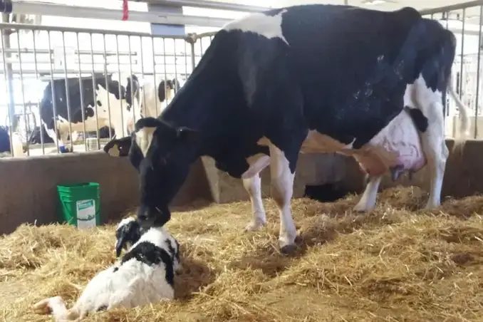 recorde mundial de produção de leite