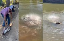 Piranhas devoram cabeça de boi em segundos no Pantanal; veja vídeo
