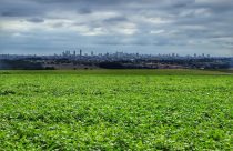 Intensificar e diversificar ao mesmo tempo é aumentar a eficiência agrícola