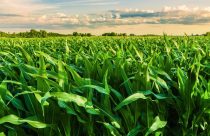 Agricultor colhe média de 250 scs/h de milho com tecnologia da IHARA