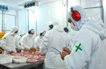 inspeção frigorifico carne suína