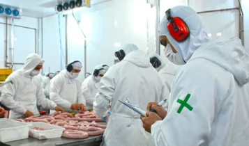 inspeção frigorifico carne suína