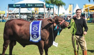 Expointer 2023 elege os grandes campeões da raça Santa Gertrudis