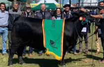 Mano Menezes volta a conquistar título de bovinos na Expointer