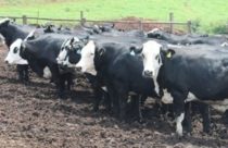 lote de femeas de cruzamento hereford x angus