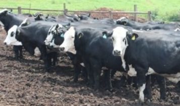 lote de femeas de cruzamento hereford x angus