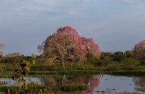Pantanal