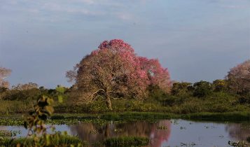 Pantanal