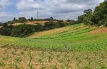 Produção agroecologica
