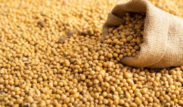 Conheças as culturas com maior valor de produção em cada estado