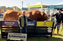 touro-Hudson-da-Boa-Esperança-raça-limousin-expointer-2023-