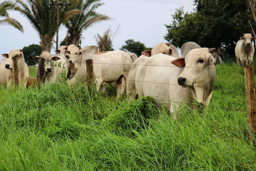 Touros Nelore PO / Foto: Fazenda Vale do Boi