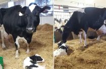 Vaca bateu recorde mundial de produção com 216.891 kg de leite