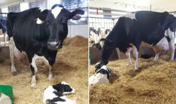Vaca bateu recorde mundial de produção com 216.891 kg de leite