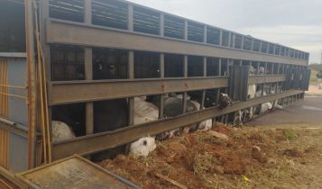 Caminhão que transportava gado vivo tomba