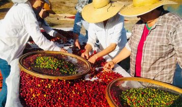 tipos de café