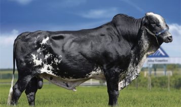 Genética bovina brasileira da Urus vai à África