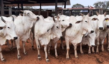 Um dos lotes em leilão pela Universidade Estadual de Mato Grosso do Sul; (Foto: Claudia Aude Leite)
