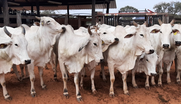 Um dos lotes em leilão pela Universidade Estadual de Mato Grosso do Sul; (Foto: Claudia Aude Leite)