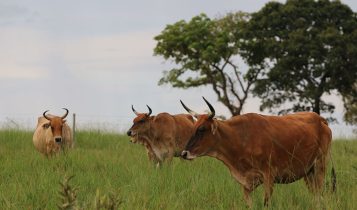 230926_RegistroBovinoPantaneiro_Raquel_Brunelli_gado no campo