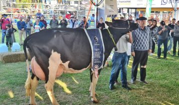 Vaca holandesa produz 82,69 kg e vence concurso leiteiro